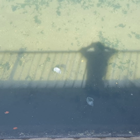 くらげの画像