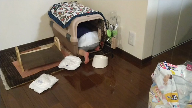 明けましておめでとうございますの記事動画
