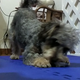 愛犬ガウガウ？の画像