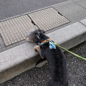 初蝉の画像