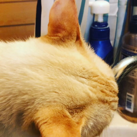 美味し水。の画像