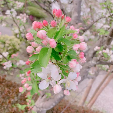 ほーほけきょ(*´-`)の記事動画