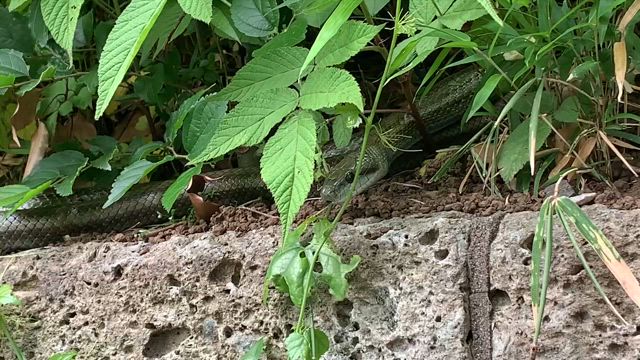 縁起が良い？(*^^*)の記事動画