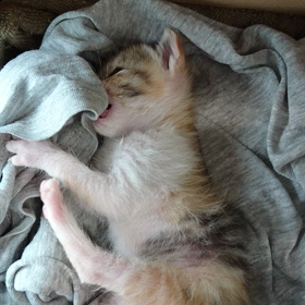 子猫サクラちゃん動画の画像