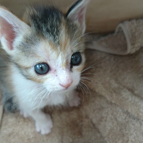 子猫サクラちゃんの動画の画像