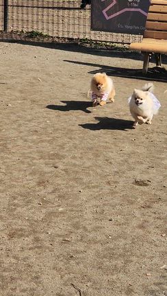 コミュ力の記事動画