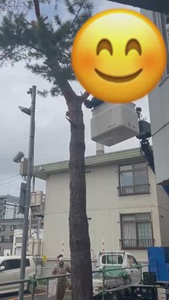 庭木の伐採の作業風景です✨#29の記事動画