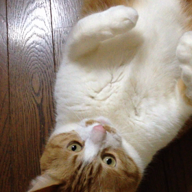 猫の日の画像