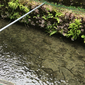 5秒で釣れるニジマス釣り堀 八王子の八庵の画像