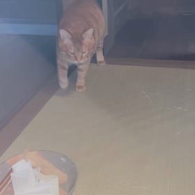一休通信　の画像