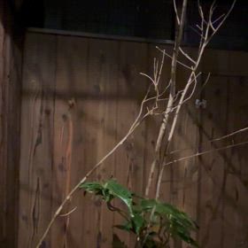 2024/03/20 便りのないのはの画像