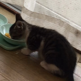初日のごはんの画像