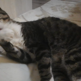 グルーミング♥️の画像