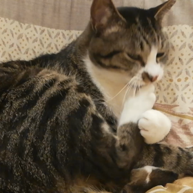 猫は綺麗好きの画像