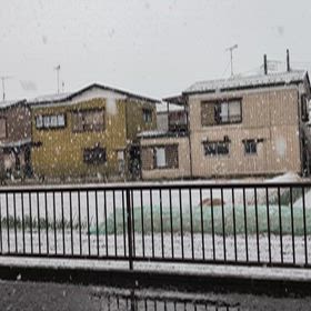 春の雪の画像