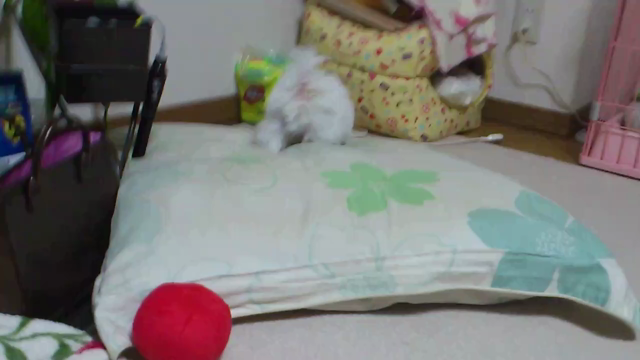 来た頃のシンの記事動画