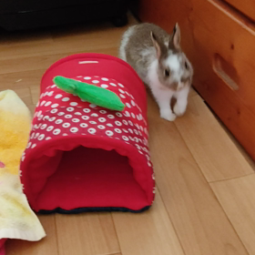 うさぎちゃん♥の画像