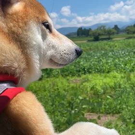 風になるの画像