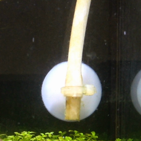 co2の泡はプクプク(´ω`)の画像