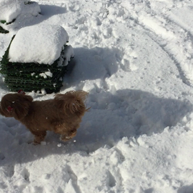 雪  ２日目の画像