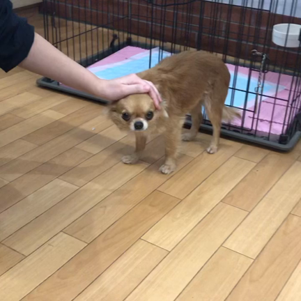 里親様募集中、みことちゃんの記事動画