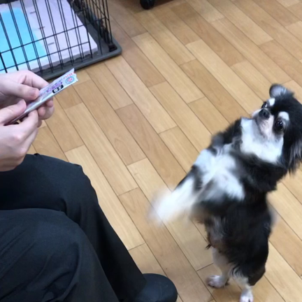 里親様募集中、ゆりかちゃんの記事動画