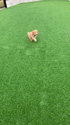 小型犬専用ペットホテルのご案内の記事動画