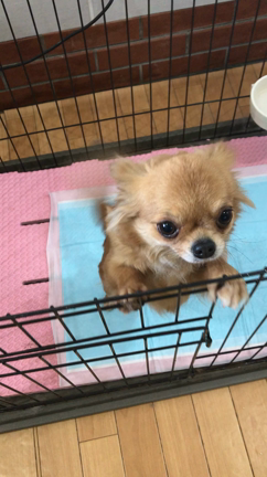 里親様募集中、みことちゃんの記事動画