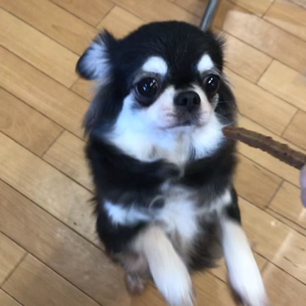里親様募集中、ゆりかちゃんの記事動画