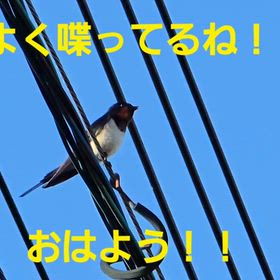 朝のおしゃべり、ツバメちゃんの画像
