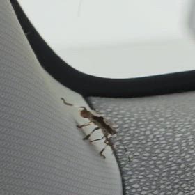 今朝の出勤前～ギャーなんで、車の中に～お手上げ放置～の画像