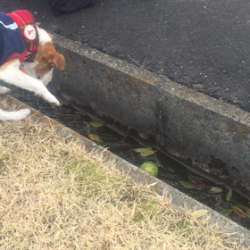 ぼくのボールが...の画像