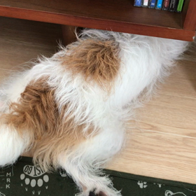 シッポ ふりふりの画像