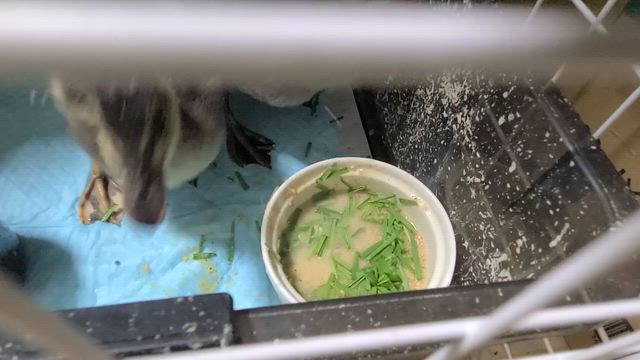 植中毒…の記事動画