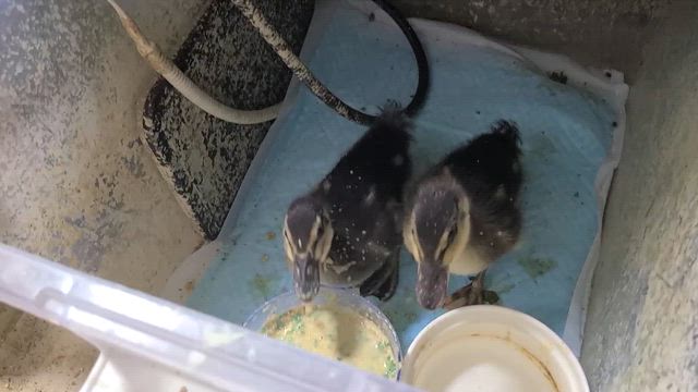 水浴びの記事動画