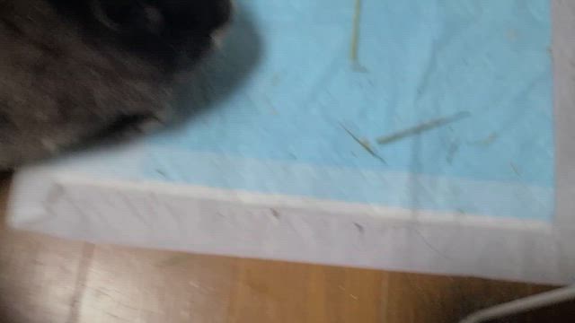 ヘデラあるいはアイビーの記事動画
