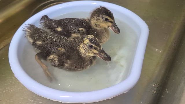 水浴びの記事動画