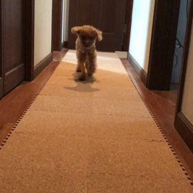 初動画の画像