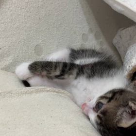 もがいてもの画像
