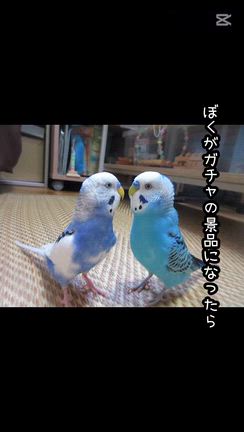 こなちゃんがくれたプレゼント？の記事動画