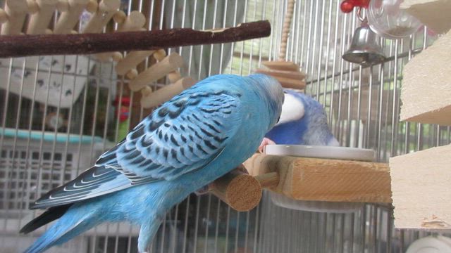 必死すぎて。。の記事動画