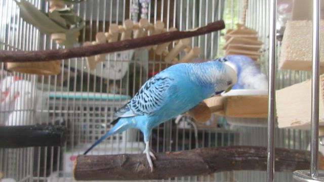 今日は、つーちゃん多めの話の記事動画