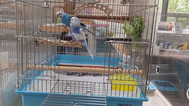 思う通りに行かないことと、贈り物の記事動画