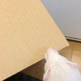 現れると思ったよ(￣▽￣)の画像
