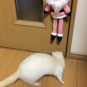 噛んで振る！の画像