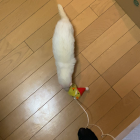 新しい散歩のカタチの画像