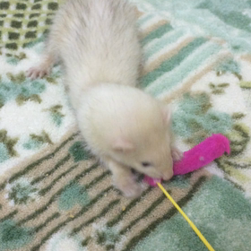 歯がかゆいの画像