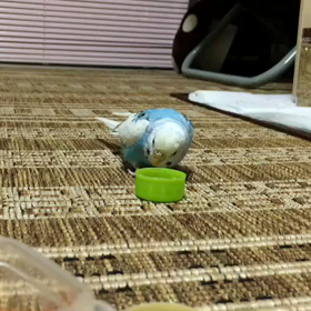 青配達員。♬はしるーはしるーあーおちゃん！♬っと、い◯はすお届けっす！あっフタが限界っす！の画像