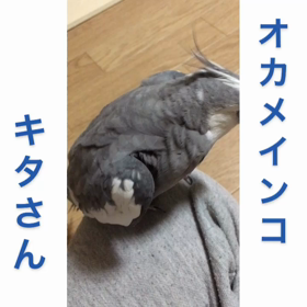   今日はポカポカだねぇ昨日のキタさんはねむねむ　@ThreeLittleBirdsの画像