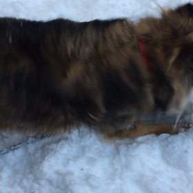 大雪！の画像